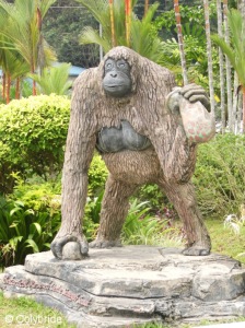 Le seul Orang-outan observé à Semengoh !