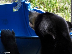 Un ours à la recherche de ses enrichissements alimentaires...