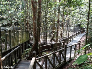 Les enclos du centre sont en pleine jungle, exemple ici avec les enclos des croco...