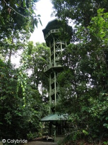 Hornbill tower